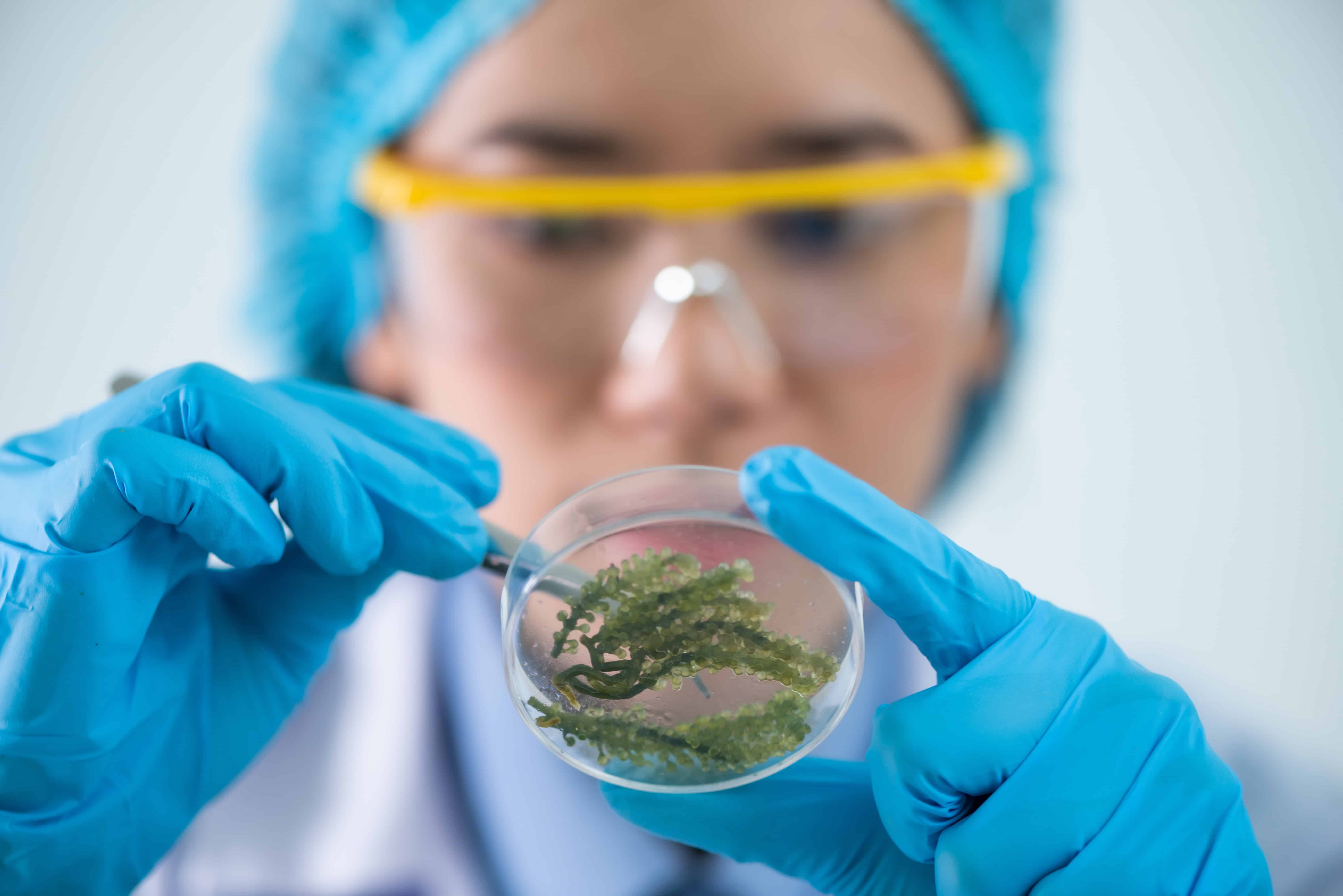 the scientist doctor make alternative